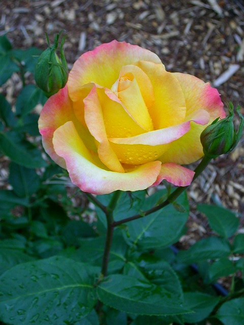 Rose Photo