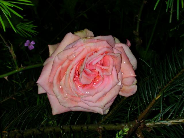 Rose Photo