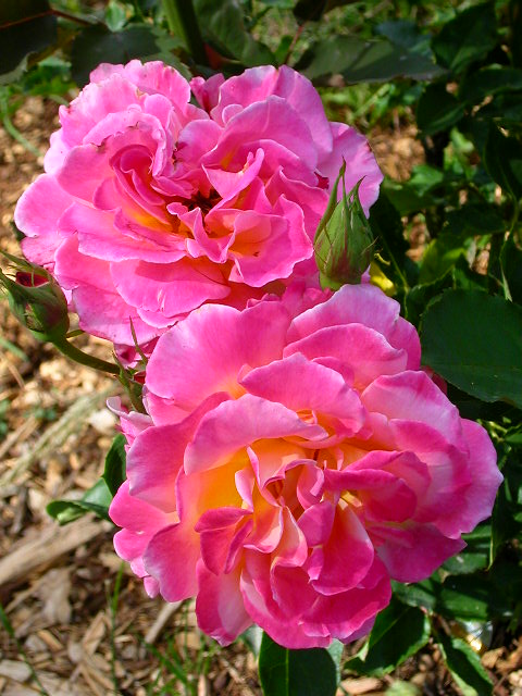 Rose Photo