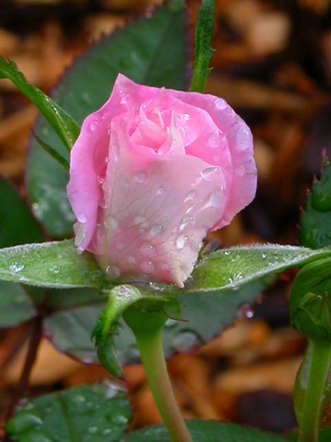 Rose Photo