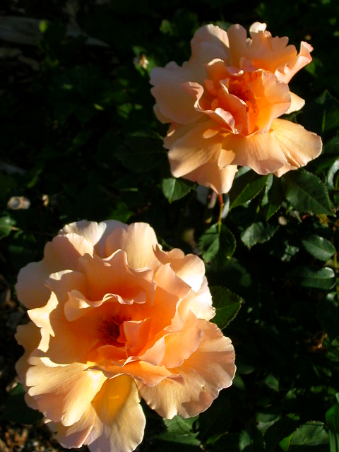 Rose Photo