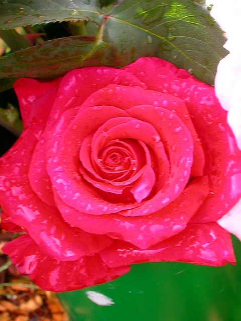 Rose Photo