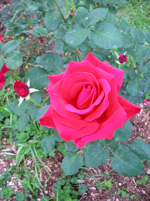 Rose Photo