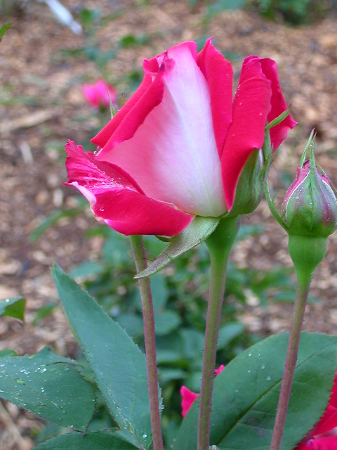 Rose Photo