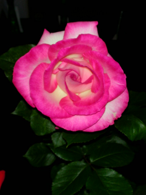 Rose Photo