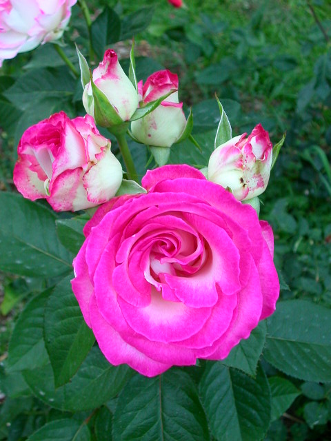 Rose Photo