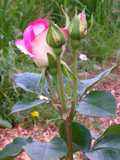 Rose Photo