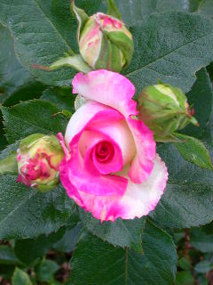 Rose Photo