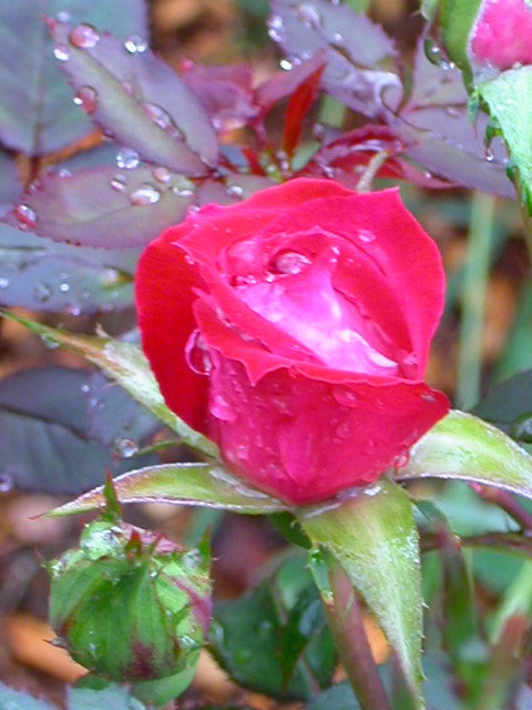 Rose Photo