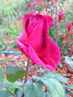 Rose Photo