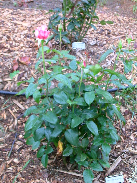 Rose Photo