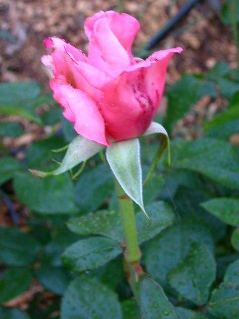 Rose Photo