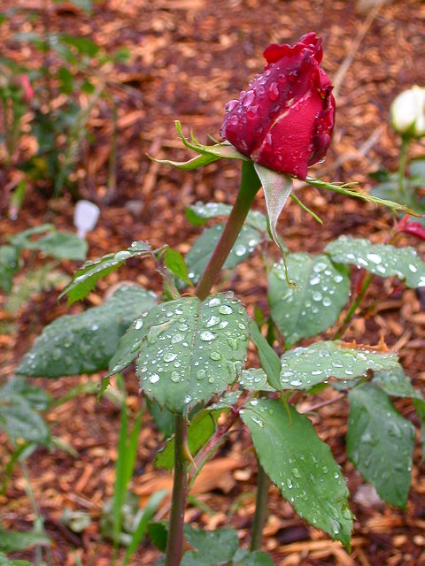 Rose Photo