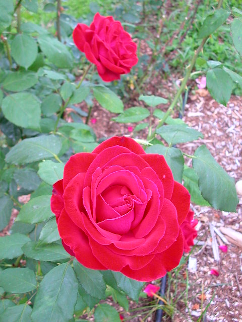 Rose Photo