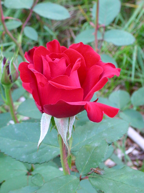 Rose Photo