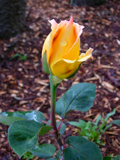 Rose Photo