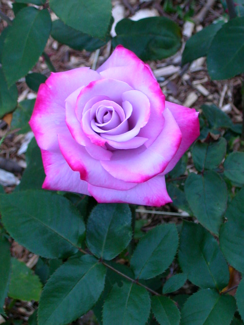 Rose Photo