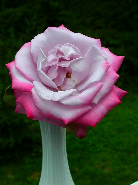 Rose Photo