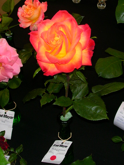 Rose Photo