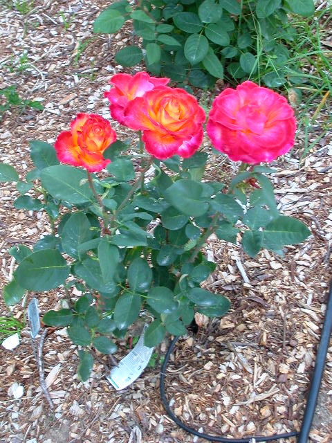 Rose Photo