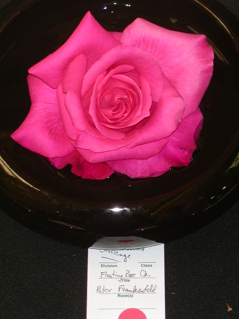 Rose Photo