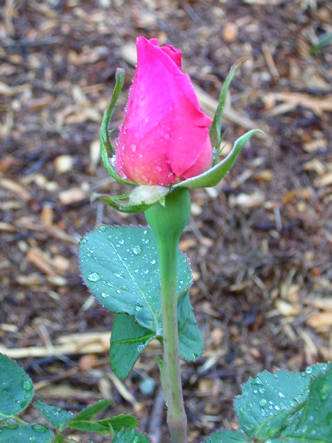 Rose Photo