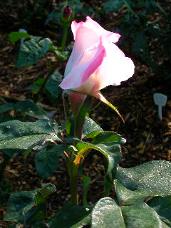 Rose Photo