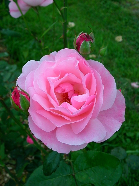 Rose Photo