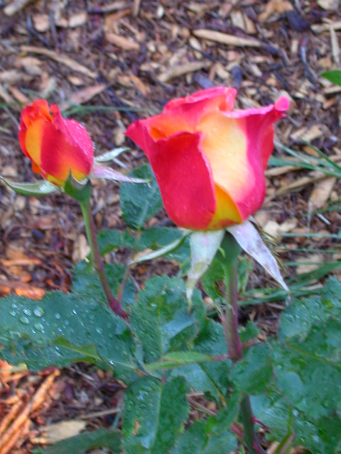 Rose Photo
