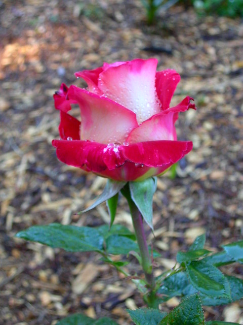 Rose Photo