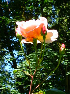 Rose Photo