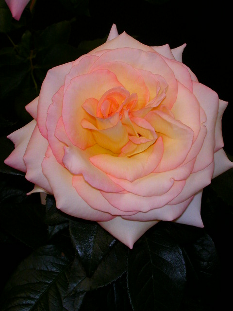 Rose Photo