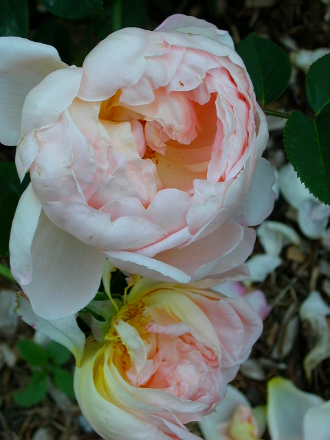 Rose Photo