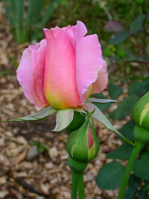 Rose Photo