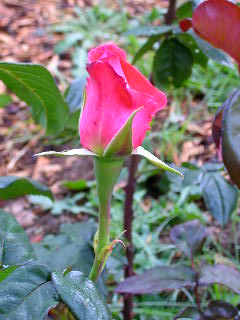 Rose Photo