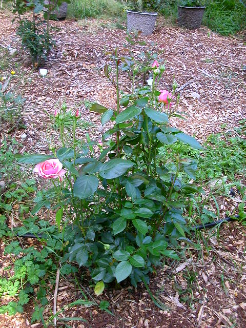 Rose Photo