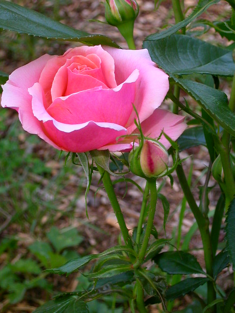Rose Photo