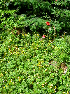 Rose Photo