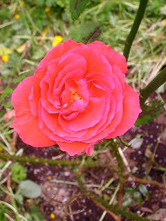 Rose Photo
