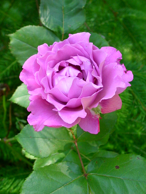 Rose Photo