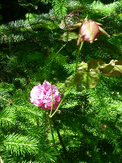 Rose Photo