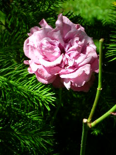 Rose Photo